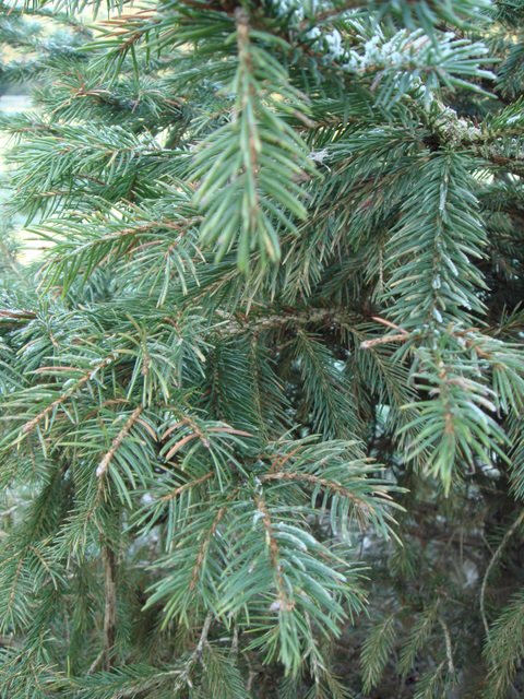 Picea abies rameau